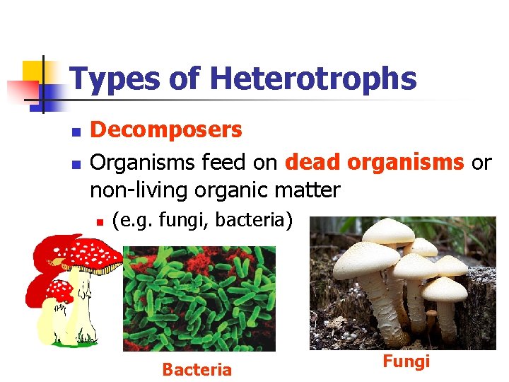 Types of Heterotrophs n n Decomposers Organisms feed on dead organisms or non-living organic