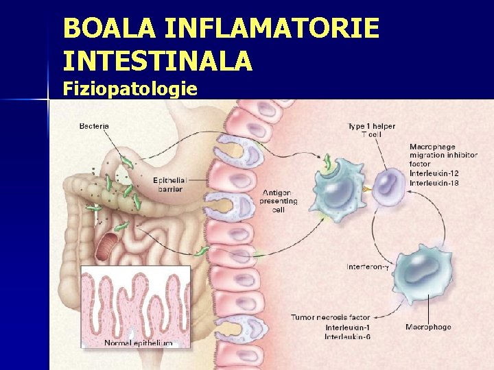 BOALA INFLAMATORIE INTESTINALA Fiziopatologie dr cora pop BII 