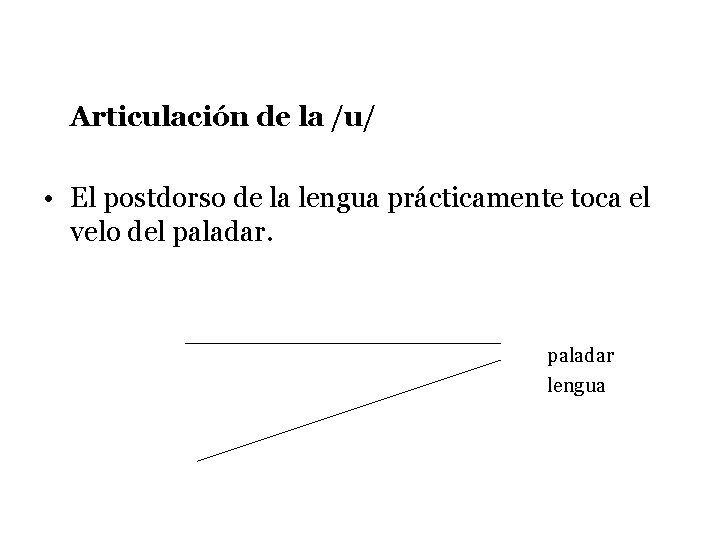 Articulación de la /u/ • El postdorso de la lengua prácticamente toca el velo