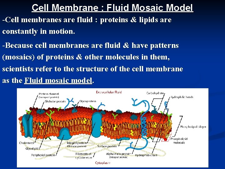 Cell Membrane : Fluid Mosaic Model -Cell membranes are fluid : proteins & lipids