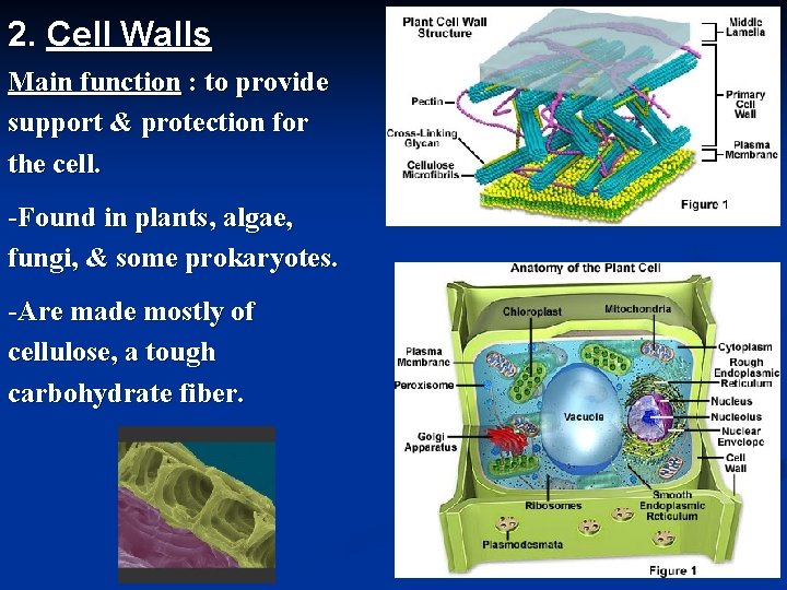 2. Cell Walls Main function : to provide support & protection for the cell.