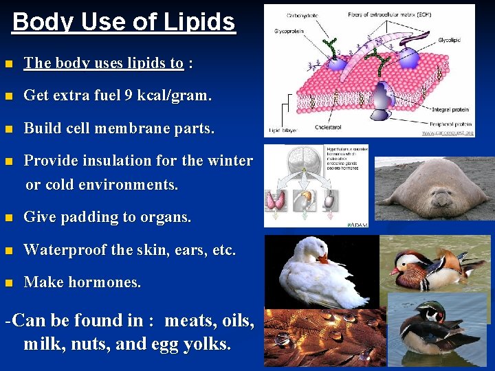 Body Use of Lipids n The body uses lipids to : n Get extra