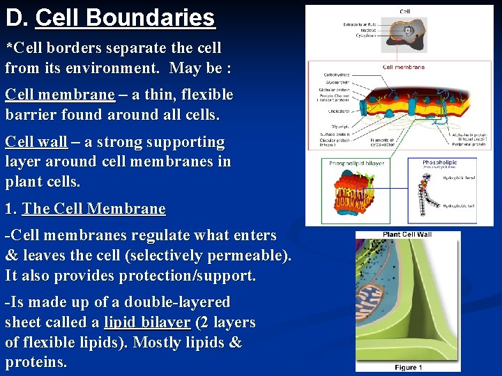D. Cell Boundaries *Cell borders separate the cell from its environment. May be :