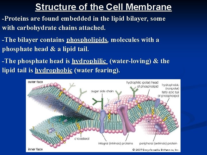 Structure of the Cell Membrane -Proteins are found embedded in the lipid bilayer, some
