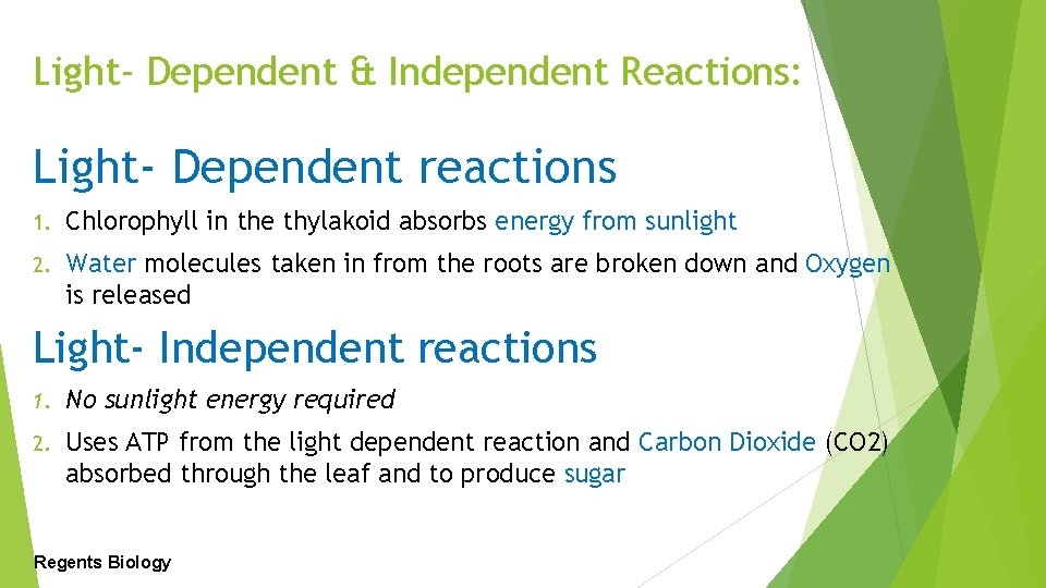 Light- Dependent & Independent Reactions: Light- Dependent reactions 1. Chlorophyll in the thylakoid absorbs