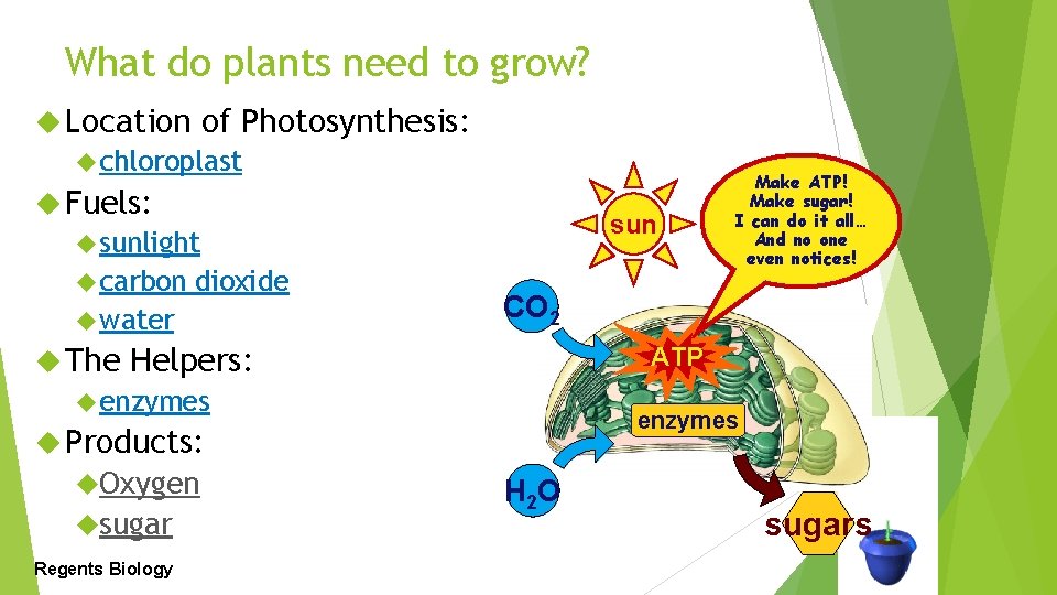What do plants need to grow? Location of Photosynthesis: chloroplast Fuels: sunlight carbon dioxide