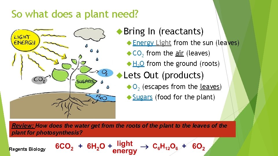 So what does a plant need? Bring In (reactants) Energy Light from the sun