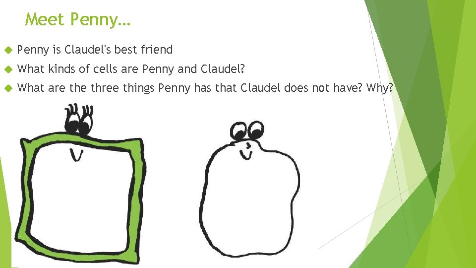 Meet Penny… Penny is Claudel's best friend What kinds of cells are Penny and