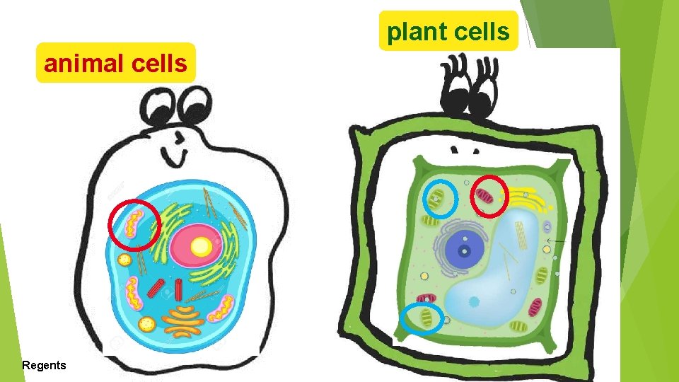 plant cells animal cells Regents Biology 