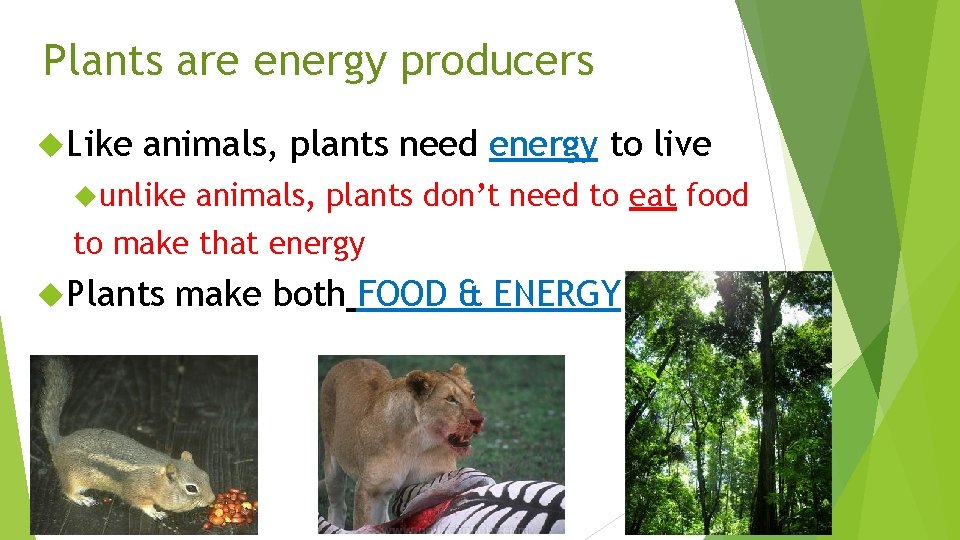 Plants are energy producers Like animals, plants need energy to live unlike animals, plants