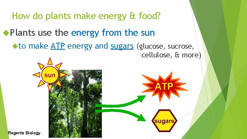 How do plants make energy & food? Plants to use the energy from the