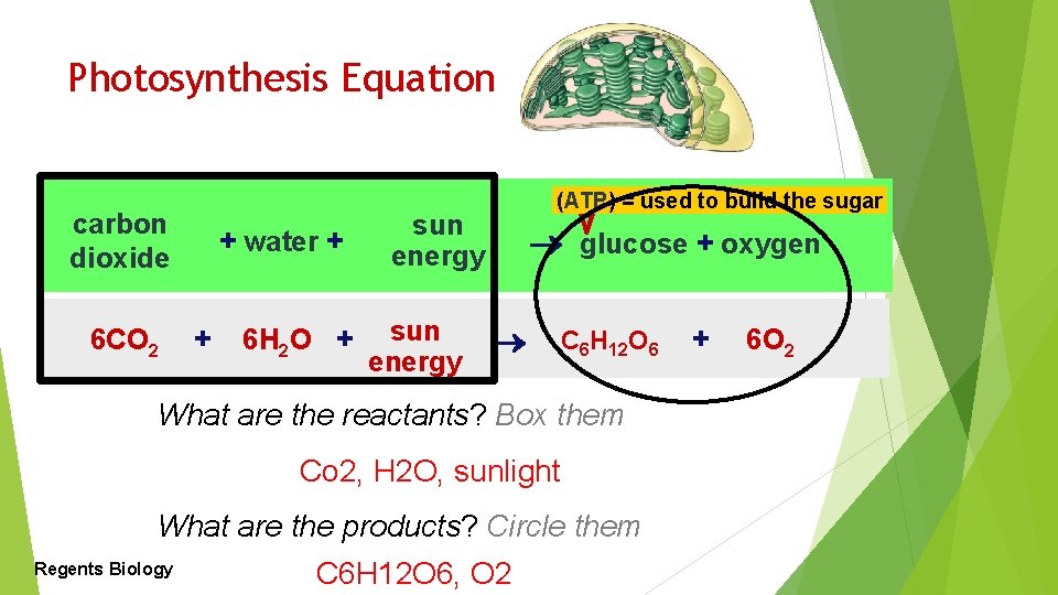 Photosynthesis Equation carbon dioxide 6 CO 2 + water + + 6 H 2