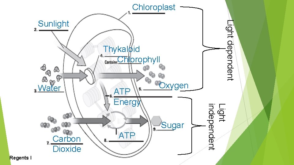 Chloroplast Thykaloid Chlorophyll Water Sugar Carbon Dioxide Regents Biology ATP Light independent ATP Energy