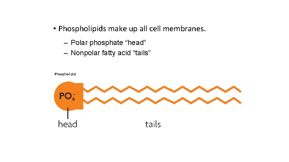  • Phospholipids make up all cell membranes. – Polar phosphate “head” – Nonpolar