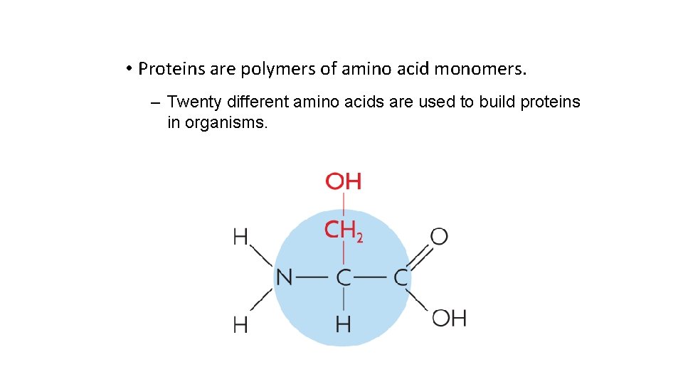  • Proteins are polymers of amino acid monomers. – Twenty different amino acids