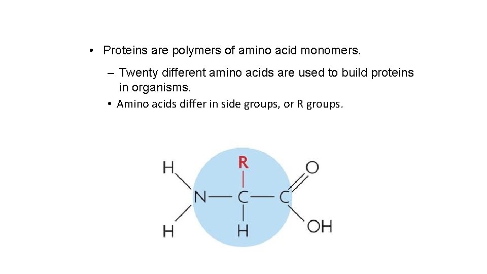  • Proteins are polymers of amino acid monomers. – Twenty different amino acids