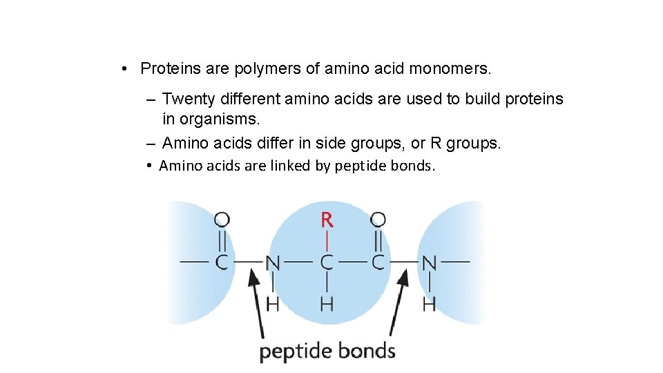 • Proteins are polymers of amino acid monomers. – Twenty different amino acids