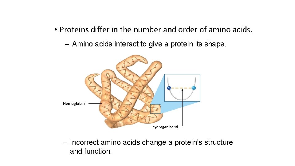  • Proteins differ in the number and order of amino acids. – Amino