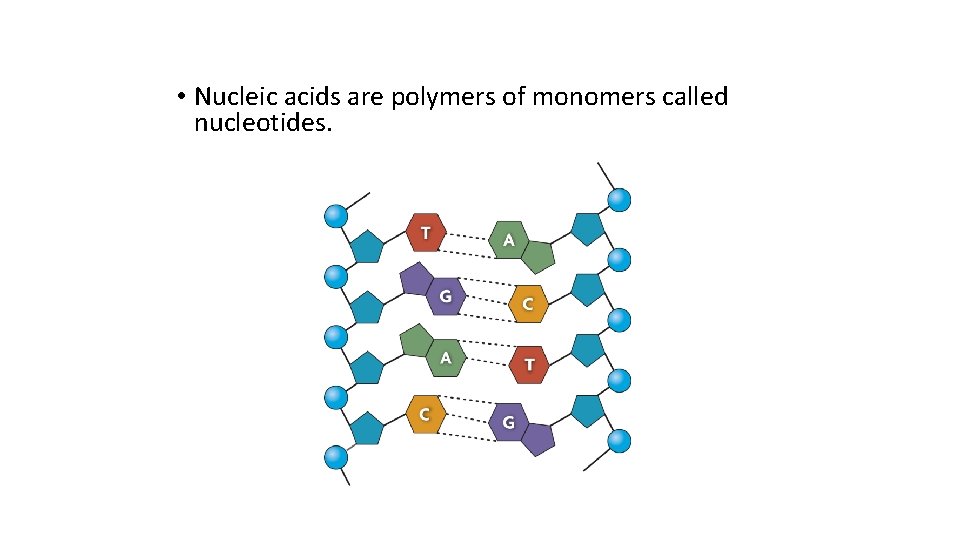  • Nucleic acids are polymers of monomers called nucleotides. 