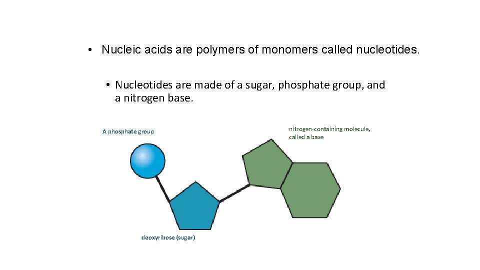  • Nucleic acids are polymers of monomers called nucleotides. • Nucleotides are made