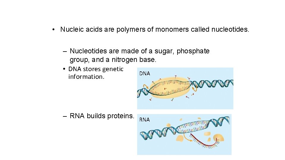  • Nucleic acids are polymers of monomers called nucleotides. – Nucleotides are made