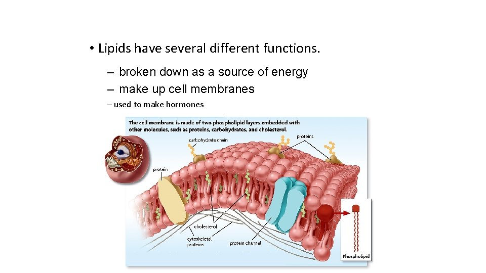  • Lipids have several different functions. – broken down as a source of