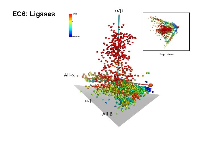 EC 6: Ligases 