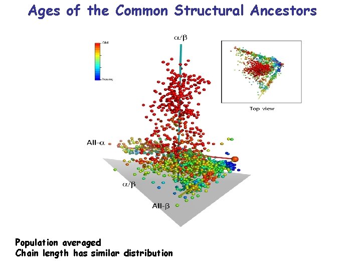 Ages of the Common Structural Ancestors Population averaged Chain length has similar distribution 