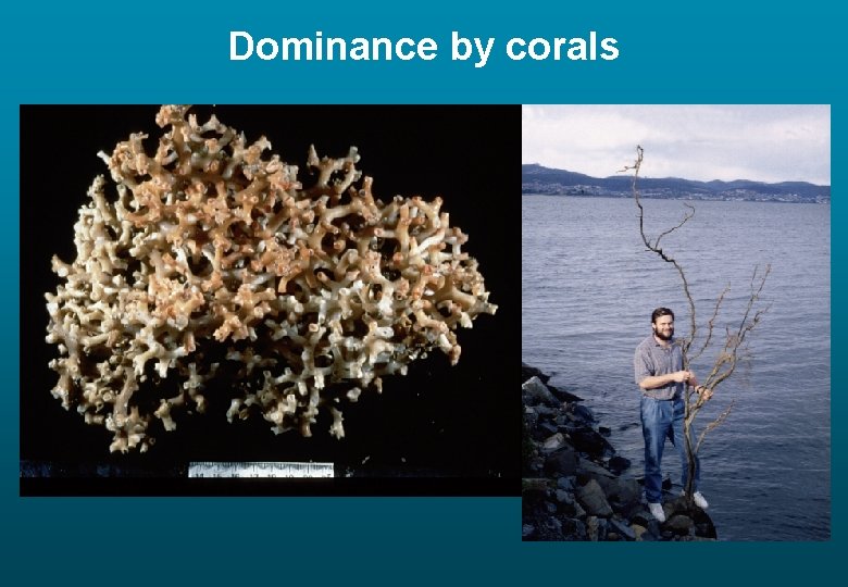 Dominance by corals 