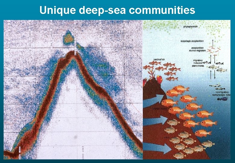 Unique deep-sea communities 