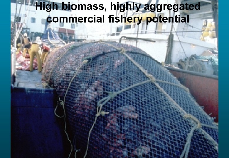 High biomass, highly aggregated commercial fishery potential 