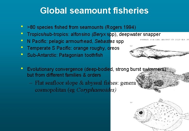 Global seamount fisheries • • • >80 species fished from seamounts (Rogers 1994) Tropics/sub-tropics: