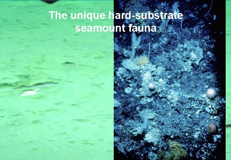 The unique hard-substrate seamount fauna 