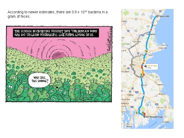 According to newer estimates, there are 0. 9 x 1011 bacteria in a gram