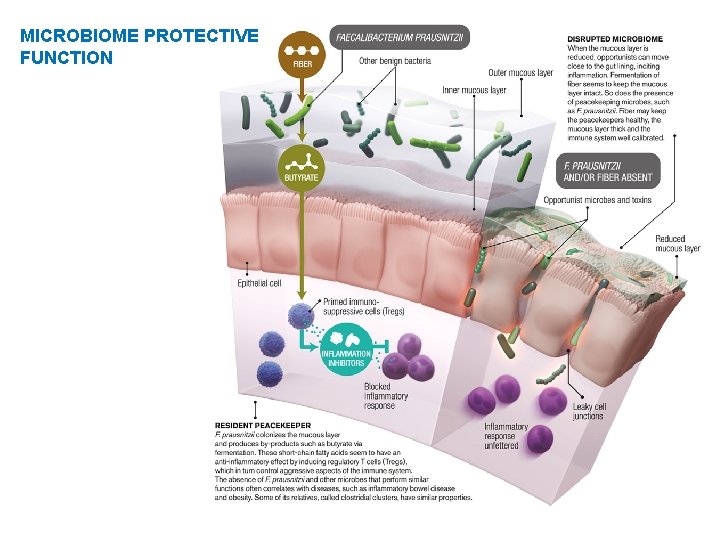 MICROBIOME PROTECTIVE FUNCTION 