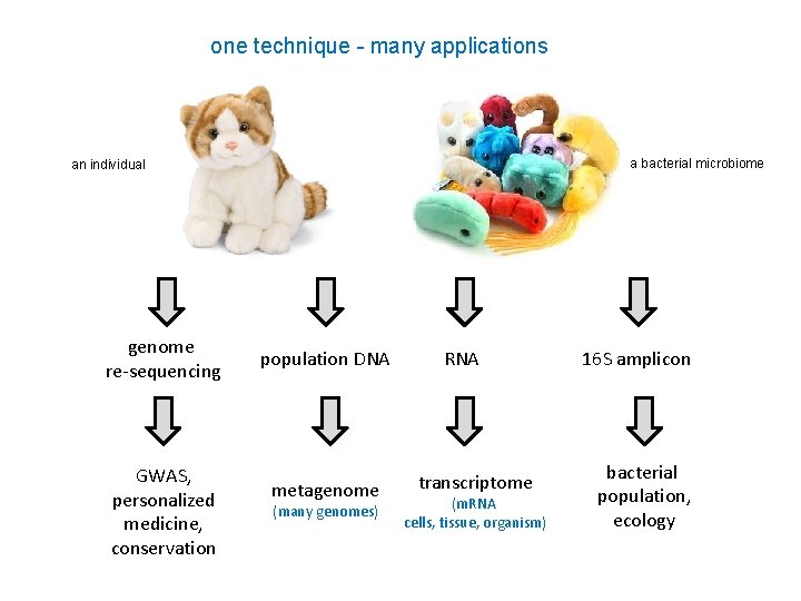 one technique - many applications a bacterial microbiome an individual genome re-sequencing GWAS, personalized