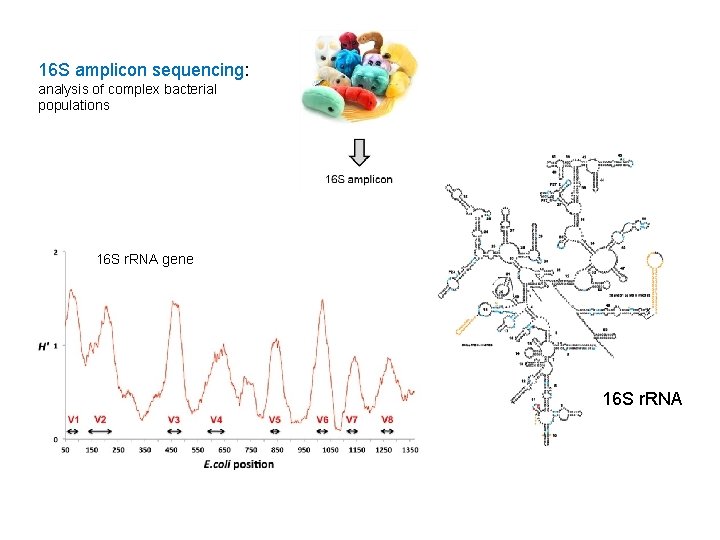 16 S amplicon sequencing: analysis of complex bacterial populations 16 S r. RNA gene