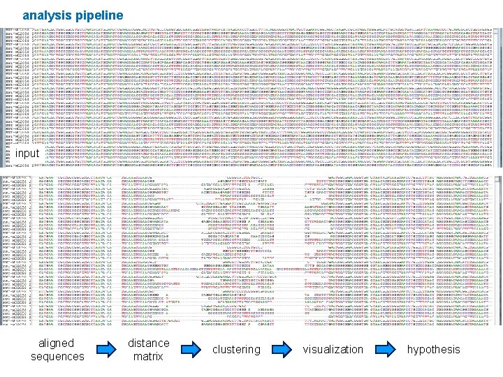 analysis pipeline input aligned sequences distance matrix clustering visualization hypothesis 