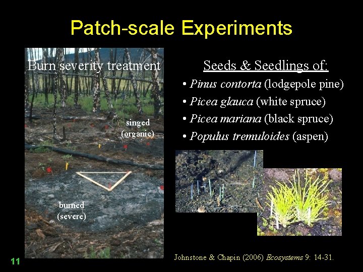 Patch-scale Experiments Burn severity treatment singed (organic) Seeds & Seedlings of: • Pinus contorta