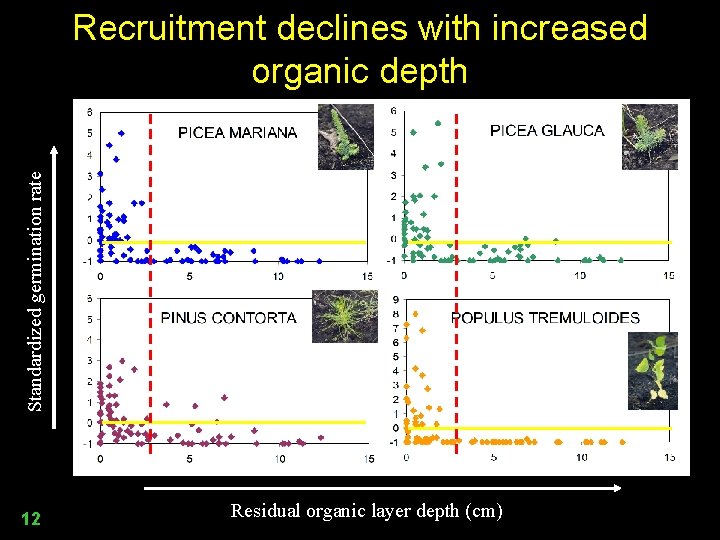 Standardized germination rate Recruitment declines with increased organic depth 12 Residual organic layer depth