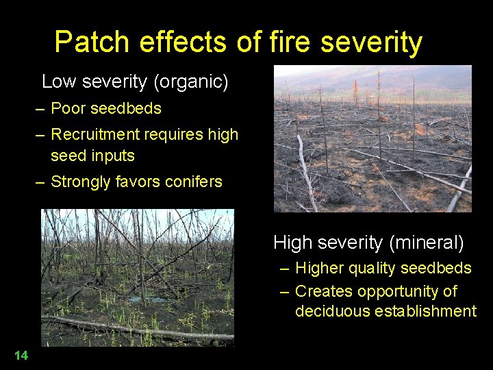 Patch effects of fire severity Low severity (organic) – Poor seedbeds – Recruitment requires