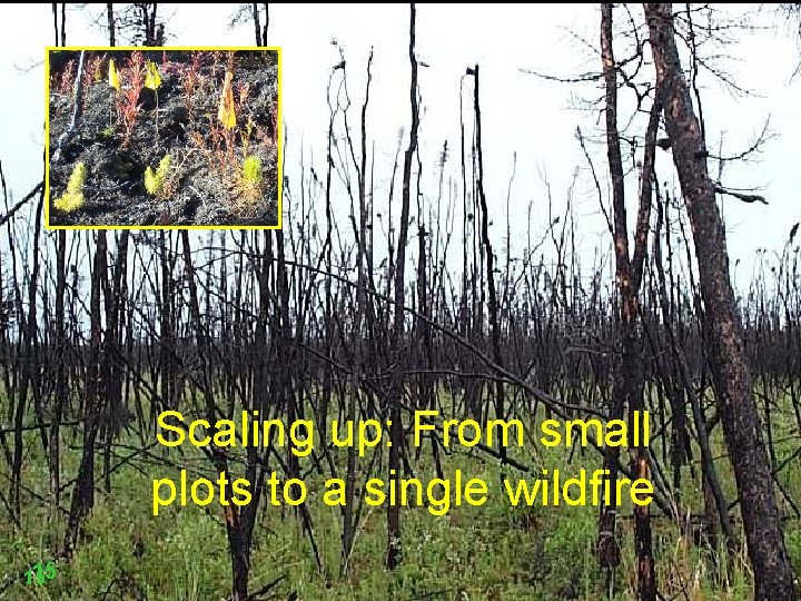 Scaling up: From small plots to a single wildfire 15 15 
