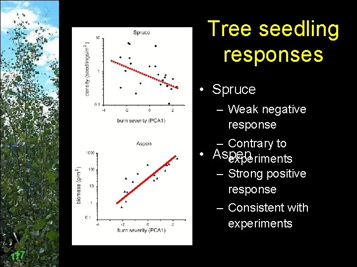 Tree seedling responses • Spruce – Weak negative response – Contrary to • Aspen