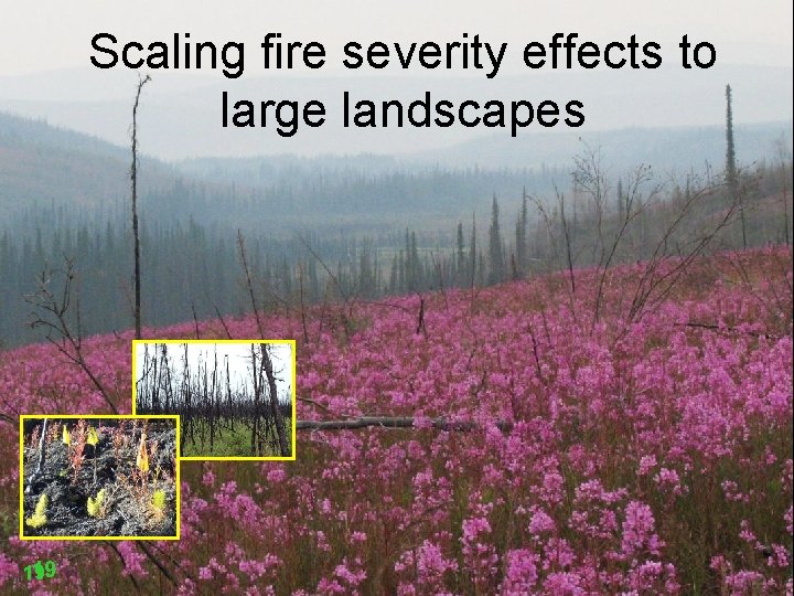 Scaling fire severity effects to large landscapes 19 19 