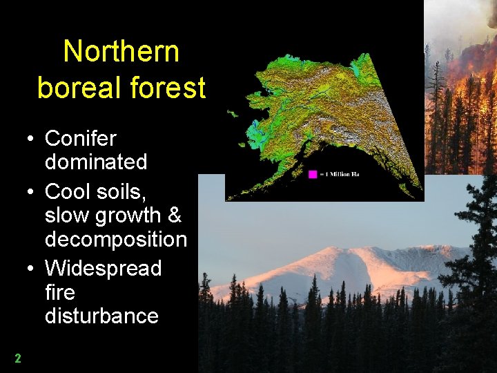 Northern boreal forest • Conifer dominated • Cool soils, slow growth & decomposition •