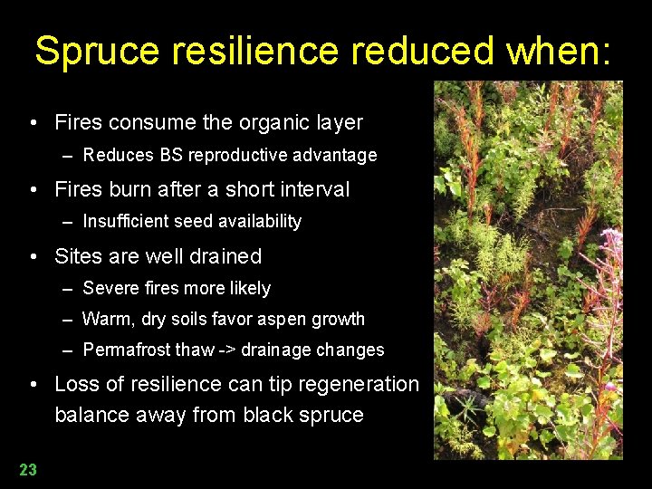 Spruce resilience reduced when: • Fires consume the organic layer – Reduces BS reproductive