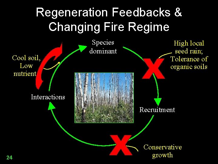 Regeneration Feedbacks & Changing Fire Regime Cool soil, Low nutrients Species dominant High local