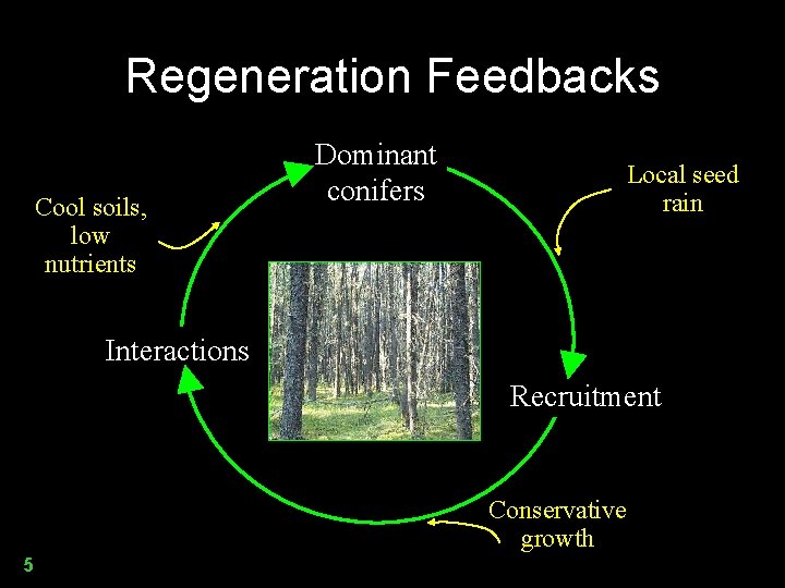Regeneration Feedbacks Cool soils, low nutrients Dominant conifers Local seed rain Interactions Recruitment Conservative