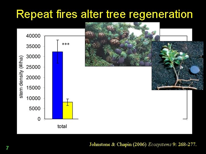 Repeat fires alter tree regeneration *** *** ns 7 Johnstone & Chapin (2006) Ecosystems