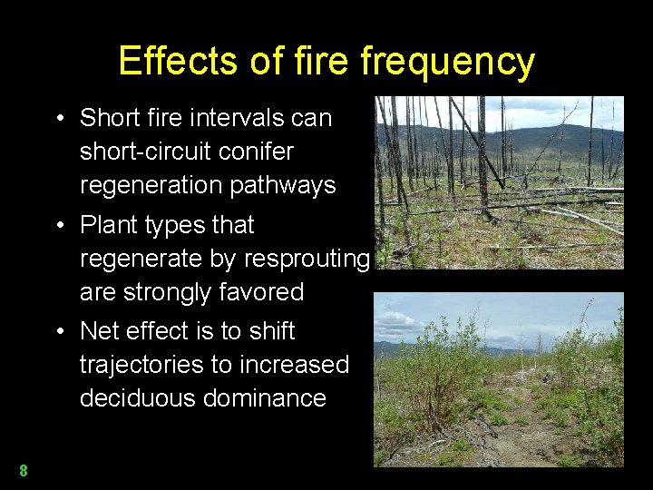 Effects of fire frequency • Short fire intervals can short-circuit conifer regeneration pathways •